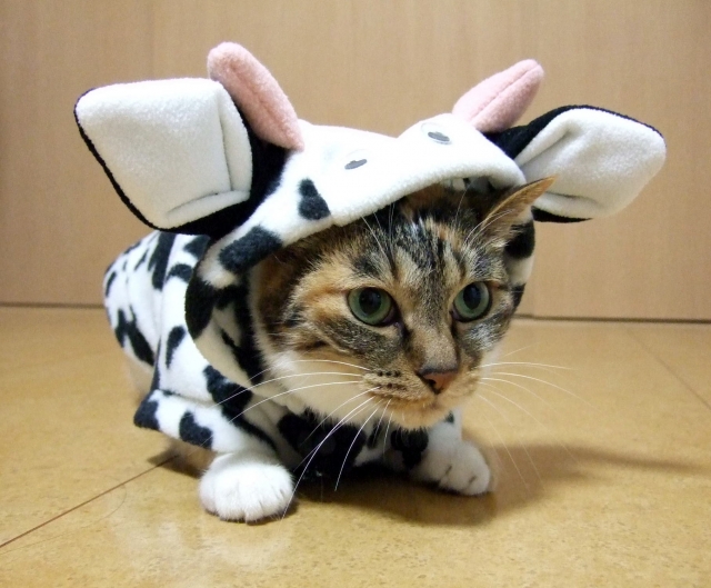 ねこ着ぐるみ