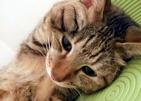 ねこ