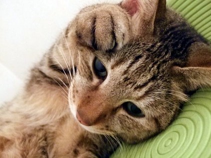 ねこ