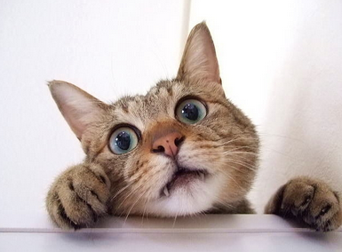 猫びっくり