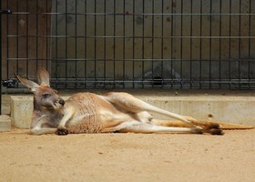 横たわるカンガルー