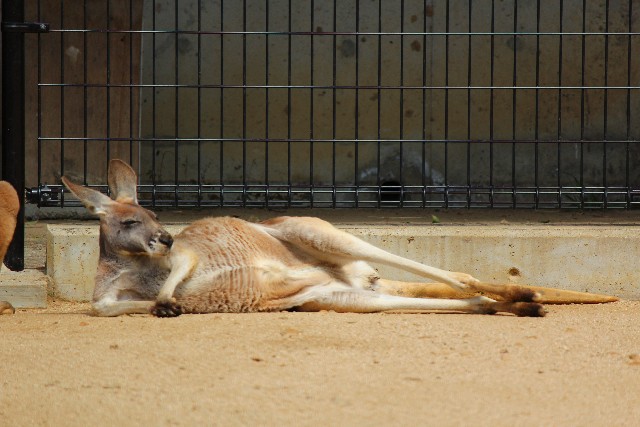 横たわるカンガルー