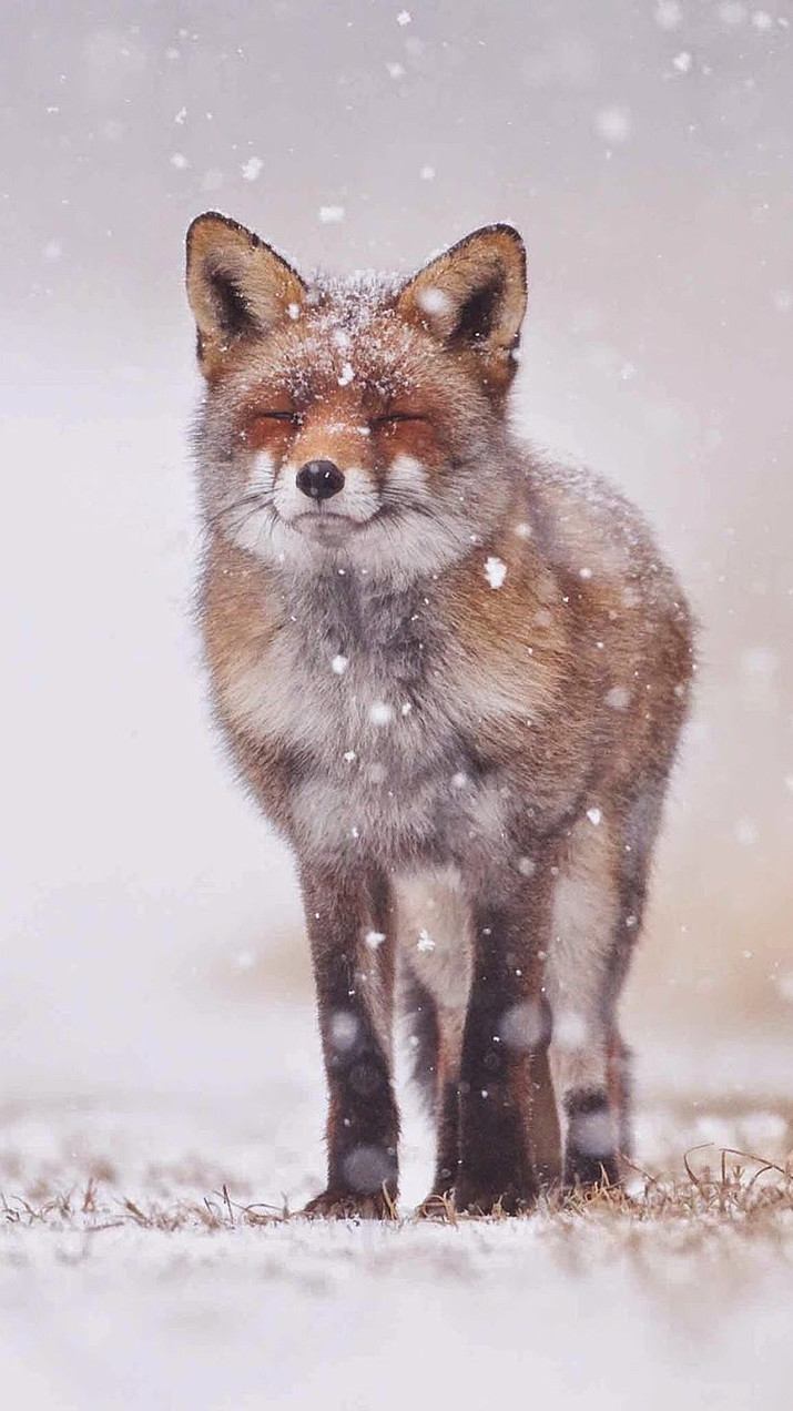 キツネ