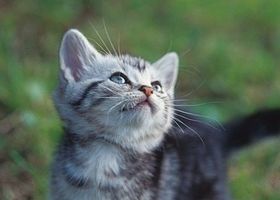 子猫