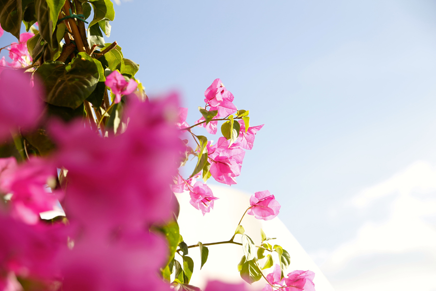 花と空