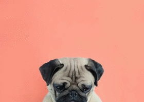 パグ