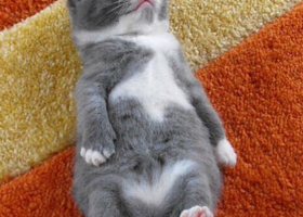 子猫