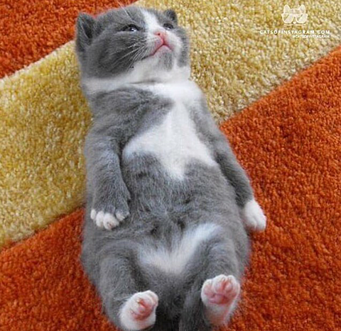 子猫