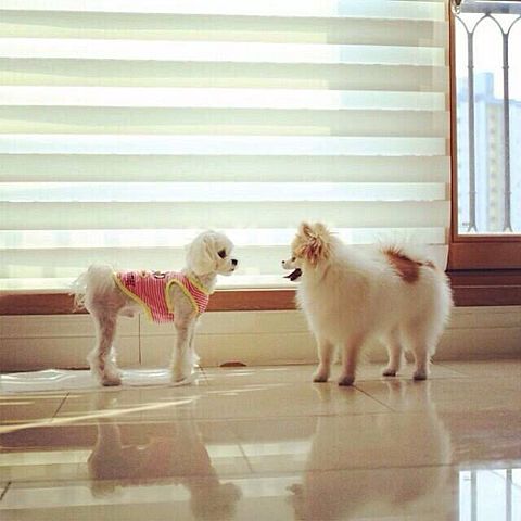 犬２匹