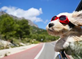 サングラスの犬