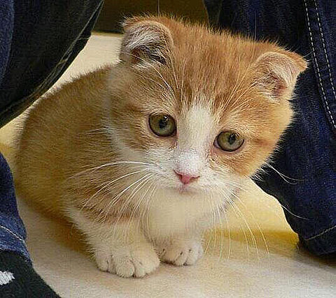 子猫