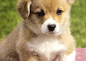 子犬