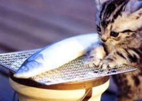 猫と魚