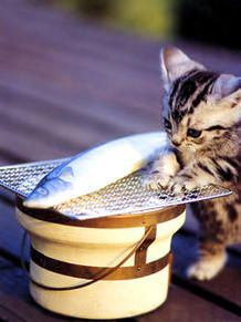 猫と魚