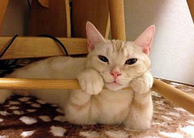 イスと猫