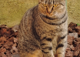 不愛想ねこ