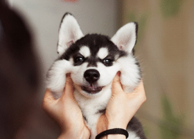 犬笑顔