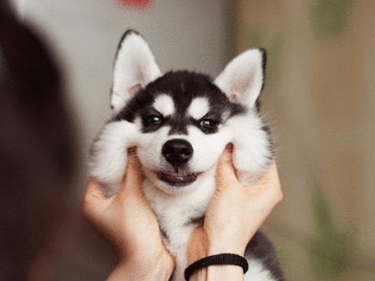 犬笑顔