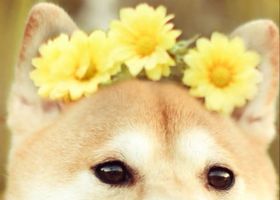 犬と花