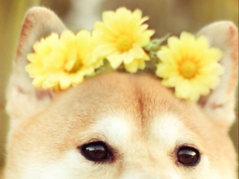 犬と花
