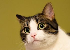 ねこ