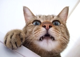 猫怒った