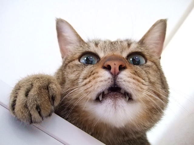 猫怒った