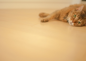 ねこ