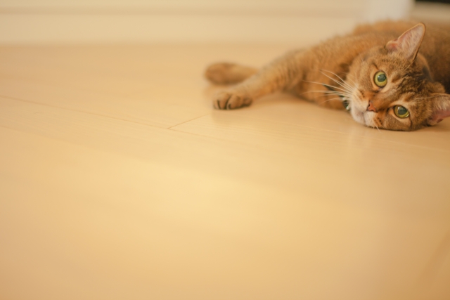 ねこ