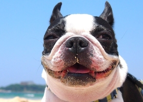 犬が笑っている
