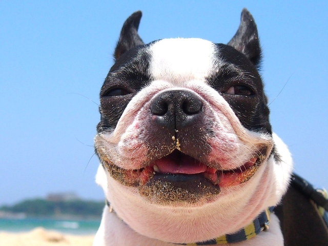 犬が笑っている