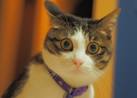 猫ビックリ顔