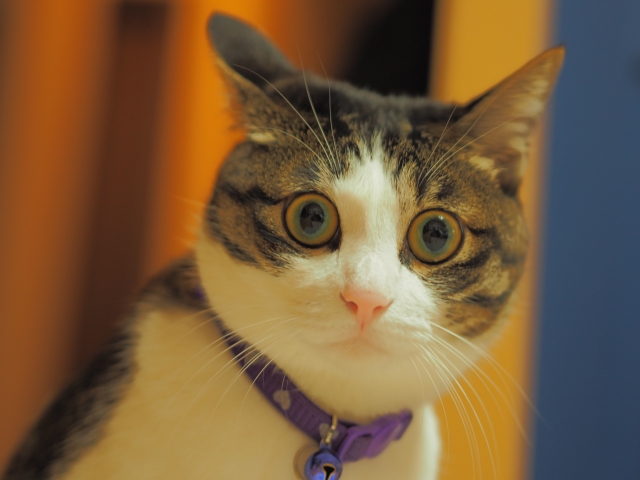 猫ビックリ顔