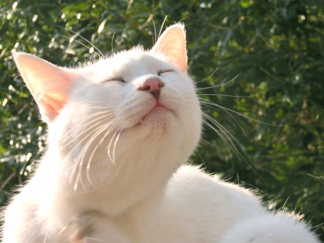 猫困った顔