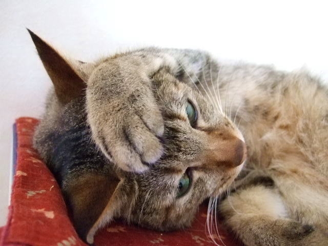 ねこ