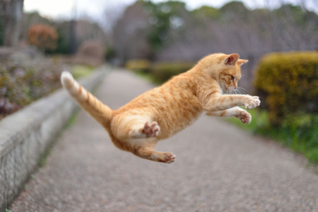 ねこジャンプ