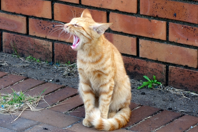 ねこ叫ぶ