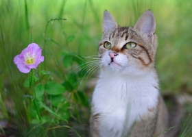 ねこと花