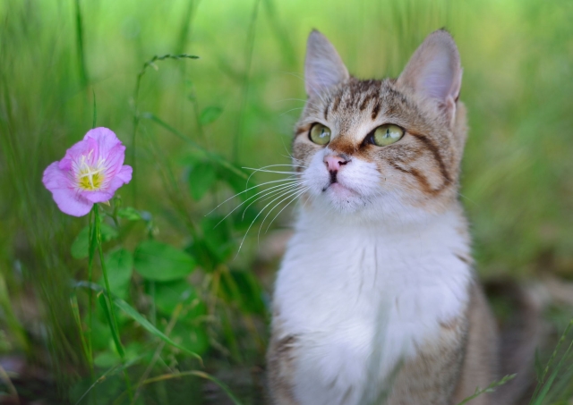 ねこと花
