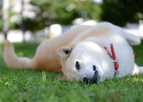 芝生の上にいる犬
