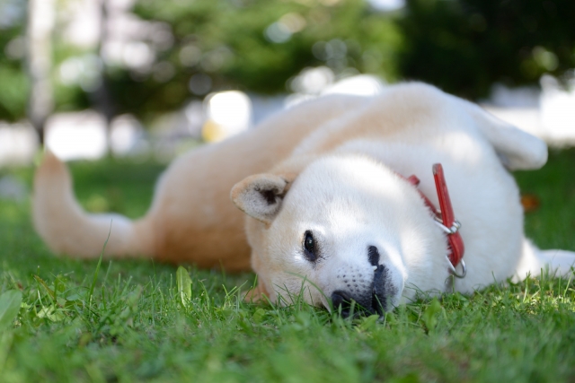 芝生の上にいる犬