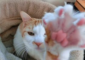 ねこ
