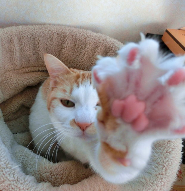 ねこ