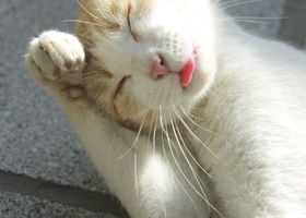 ねこ