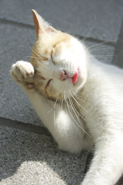 ねこ