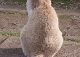 ねこ後ろ姿